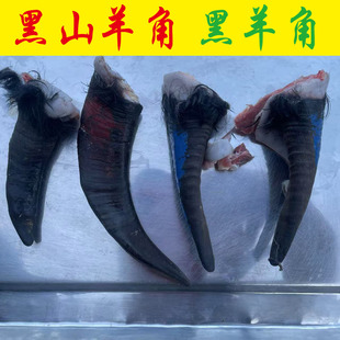 【黑山羊角 黑羊角】湖南黑山羊角 羊角 纯天然羊角 包邮包开发票