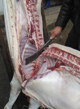 养猪人家土猪肉黑土猪吃熟料散养