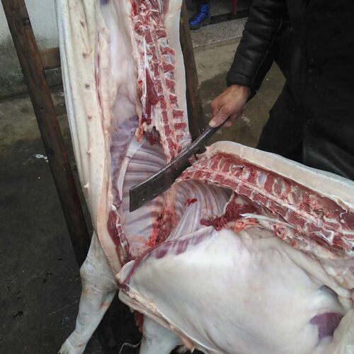 养猪人家土猪肉黑土猪吃熟料散养