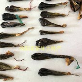 晾晒猪胆干 包邮 2枚装 整个猪苦胆干整个猪胆囊晒干 猪苦胆干