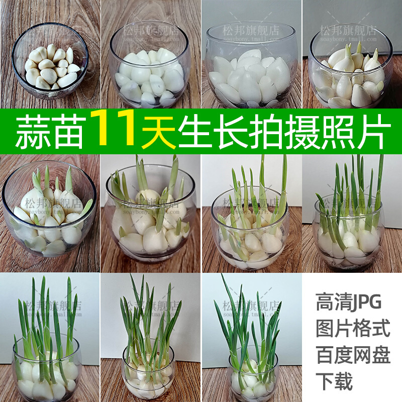 大蒜水培植物生长过程图蒜苗成长观察记录日记11天照片图片素材