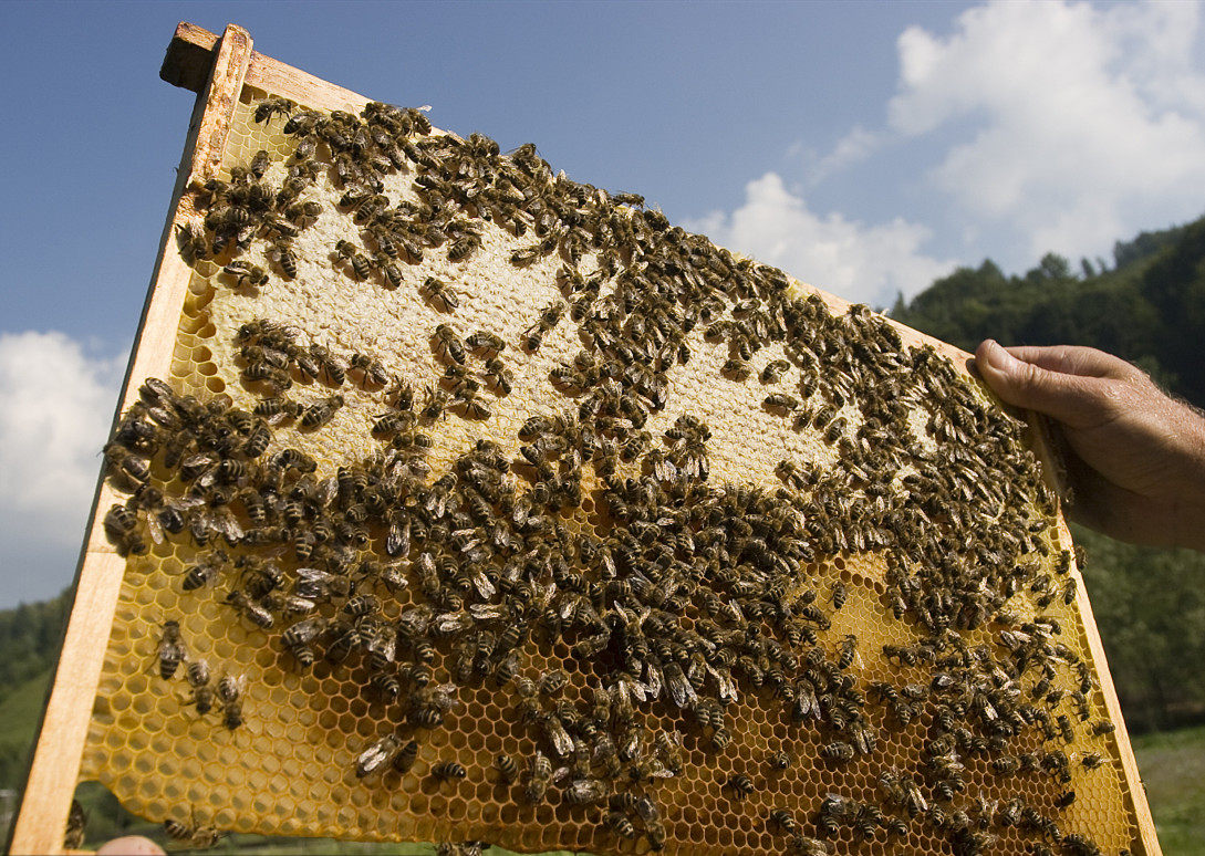 中蜂蜂王种王优质高产蜜蜂活体产卵王双色杂交王尾阿坝黑色处女王|ruв категории животное/Животное питание и принадлежностей, других домашних животных, других домашних животных - от Buy2taobao.com для оказания профессиональной услуги покупки агента Taobao