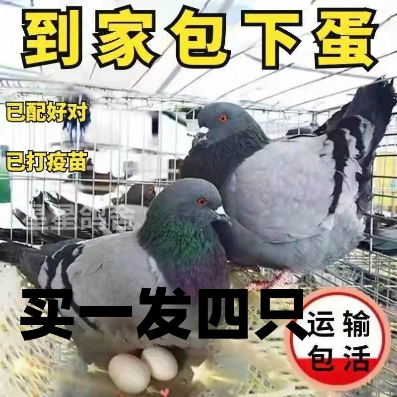 纯种元宝鸽落地王鸽子活体种鸽包下蛋包繁殖鸽信鸽青年鸽鸽子包活怎么样,好用不?