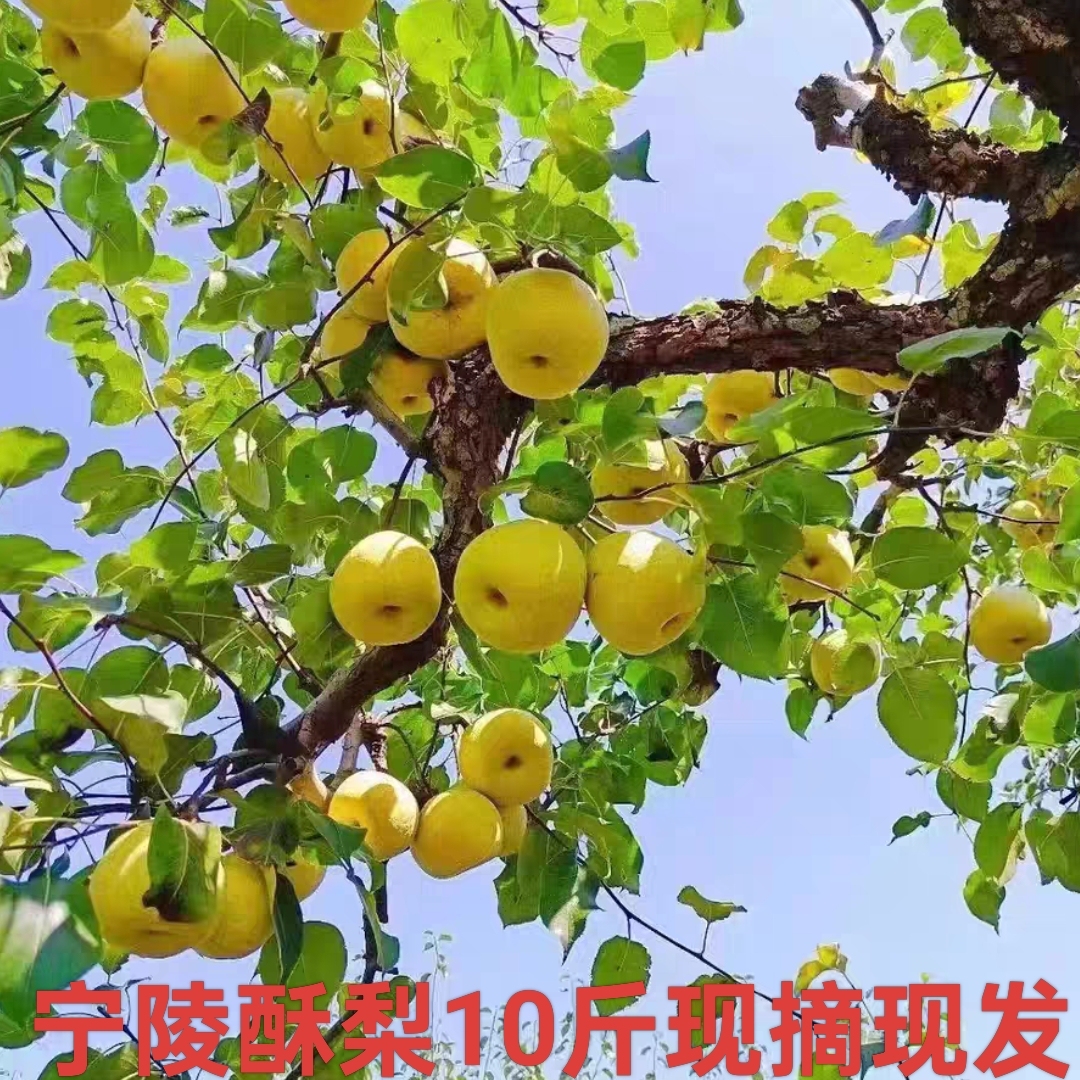 宁陵酥梨10斤礼盒百年砀山梨