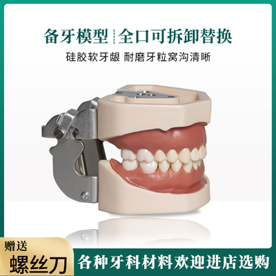 模型口腔器械32颗备牙模型特价