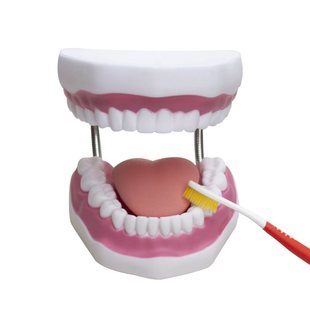 6倍展示模型 大牙模型 教学展示带牙刷大舌头牙齿模型