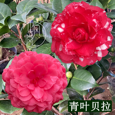 【青叶贝拉】正品山茶花树苗花卉盆栽名贵品种带花苞绿植好养植物