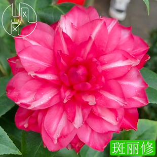 【斑丽修】正品山茶花树苗花卉盆栽名贵品种带花苞绿植好养活植物