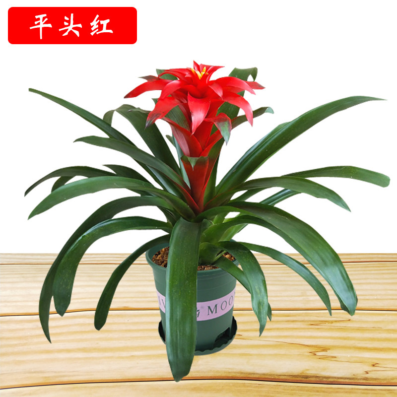 【鸿运当头平头红】客厅盆栽绿植花卉水培植物室内花好养易活四季