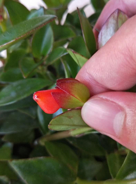 福建龙岩红色花金鱼吊兰带花苞盆栽阳台植物室内金鱼草花卉四季开