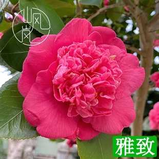 【雅致】正品山茶花树苗花卉盆栽名贵品种带花苞绿植好养易活植物