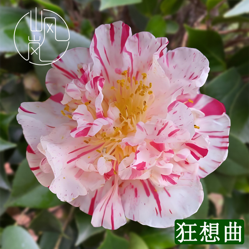 【狂想曲】正品山茶花树苗花卉盆栽名贵品种带花苞绿植好养活植物