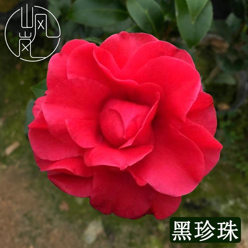【黑珍珠】正品山茶花树苗花卉盆栽名贵品种带花苞绿植好养活植物