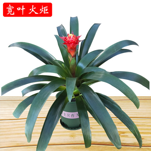 鸿运当头花卉盆栽带花发货好养活