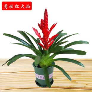 【鸿运当头莺歌红火焰】盆栽大植物室内红运当头绿植花卉阳台花园