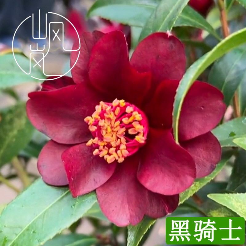 黑骑士山茶花树苗带苞易养