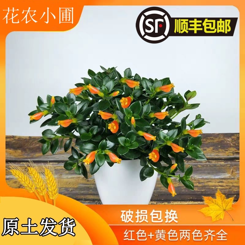 金鱼吊兰带花红色盆栽植物室内金鱼花金鱼草好养四季开花卉除甲醛 券库吧 金鱼吊兰带花红色盆栽植物室内金鱼花金鱼草好养四季开花卉除甲醛 券库吧
