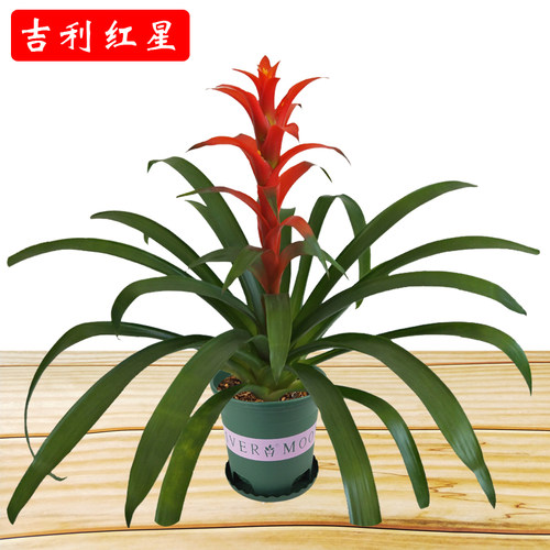 鸿运当头花卉盆栽带花发货好养活