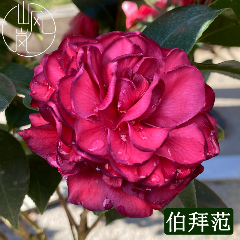 【伯拜范】正品山茶花树苗花卉盆栽名贵品种带花苞绿植好养活植物