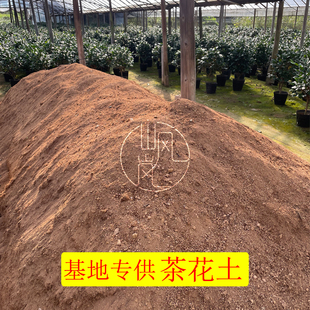 福建龙岩茶花基地专供山茶花营养土养花家用盆栽种花有机花泥土壤
