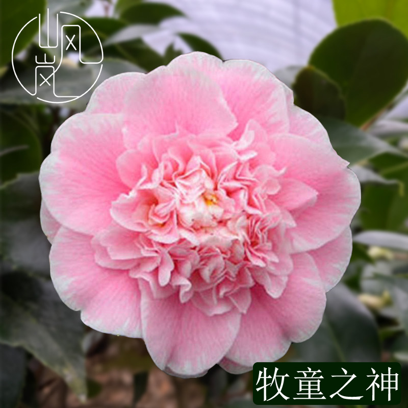 【牧童之神】正品山茶花树苗花卉盆栽名贵品种带花苞绿植好养植物
