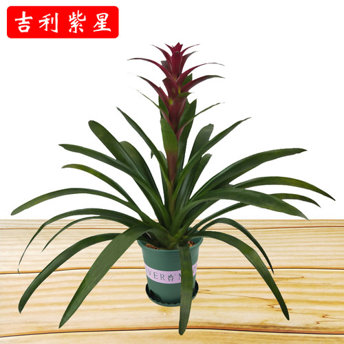 鸿运当头花卉盆栽带花发货好养活
