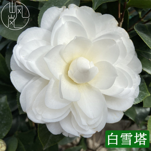 【白雪塔】正品山茶花树苗花卉盆栽名贵品种带花苞绿植好养活植物