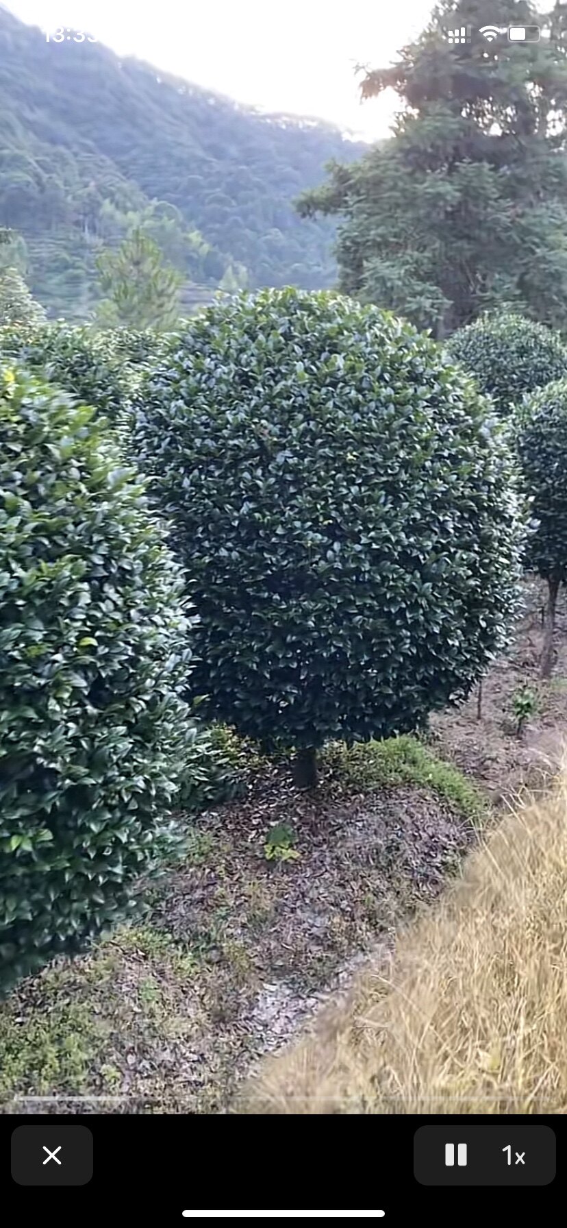 【福建大五宝茶花】园林景观绿化别墅庭院价格详询客服