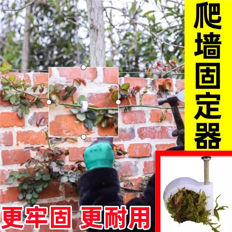 户外爬藤本植物固定器粗糙墙面月季蔷薇花上墙枝条藤蔓牵引卡扣钉