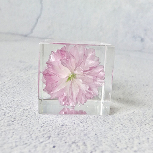 樱花标本永生花植物摆件创意文艺520礼物送七夕纪念品