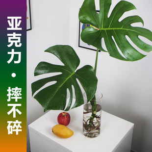 亚克力塑料花瓶水培龟背竹龙鳞春雨专用器皿插富贵竹马醉木醒花桶