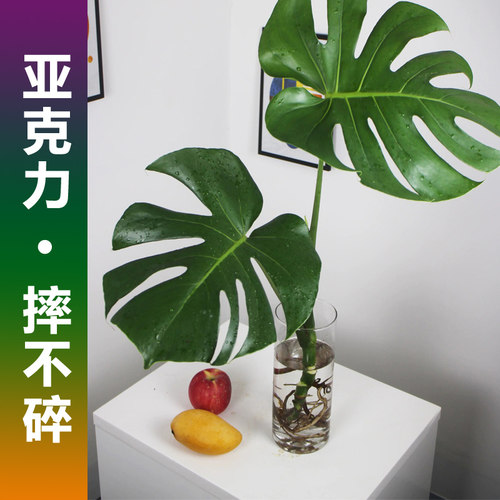 亚克力花瓶水培龟背竹龙鳞春雨羽