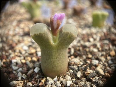 王冠短毛丸自根仙人球仙人掌属爱开花开大白花品种满包邮 球球也疯狂 淘优券