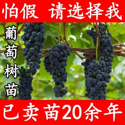 【该商品100%正宗】葡萄树苗
