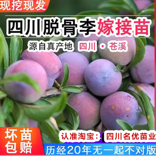 四川脱骨李子树苗蜂糖晚熟青脆五月脆李子苗脆红李嫁接水果树果苗