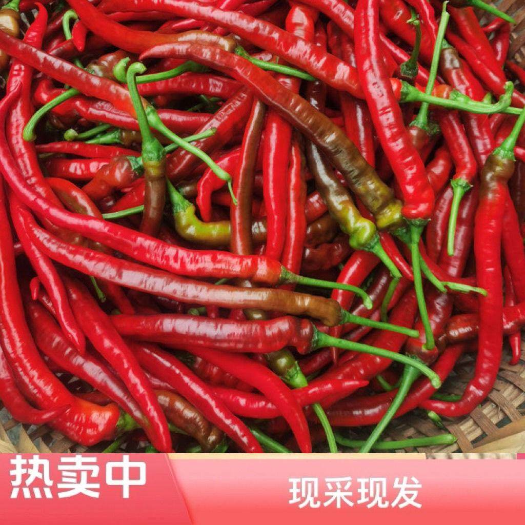 农家蔬菜新鲜现摘红辣椒红线椒中辣椒