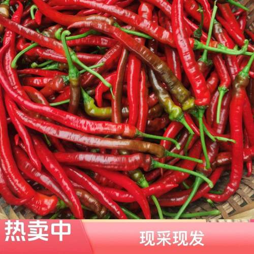 农家蔬菜新鲜现摘红辣椒红线椒中辣香辣红二荆条美人椒辣椒酱剁椒