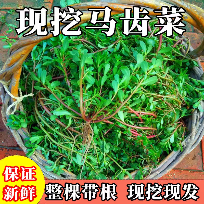 野生马齿苋新鲜食用现挖野菜长寿菜蚂蚱菜马齿菜带根马蜂菜五行菜 - 实物图