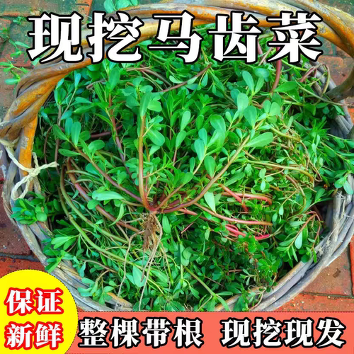 野生马齿苋新鲜食用现挖野菜长寿菜蚂蚱菜马齿菜带根马蜂菜五行菜
