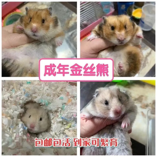 家养成年金丝熊繁殖大体可繁育