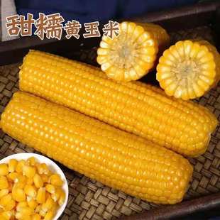 哈尔滨黄糯玉米棒甜玉米十足711罗森便利店同款健身营养餐出口转