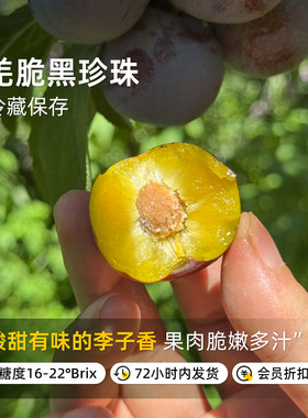 羌脆黑珍珠酸甜脆爽树熟采摘