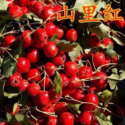 特大山楂树苗嫁接山里红山楂苗南北方种植盆栽地栽种植当年结果