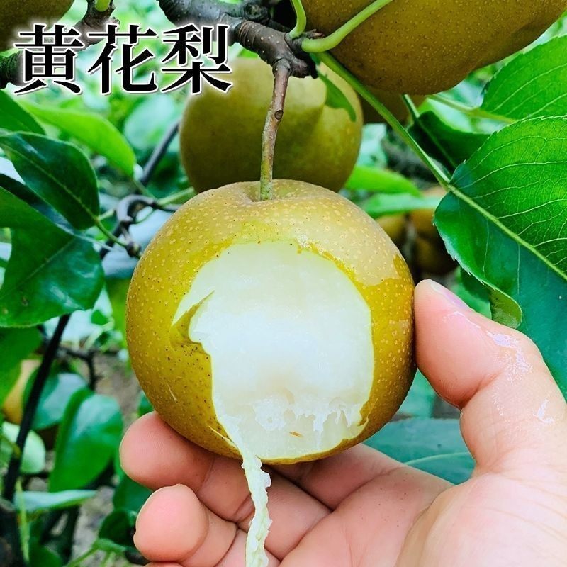 黄花梨树苗 沙梨苗嫁接沙梨果树可盆栽耐寒水果树苗南北方种植图片
