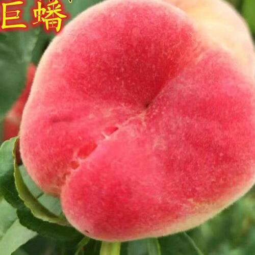 正宗嫁接巨型蟠桃树苗巨蟠树苗高产南北方种植现挖直发南北方种植