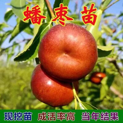 新品种蟠枣树苗嫁接枣树冬枣大红枣盆栽地栽南方北方种植当年结果