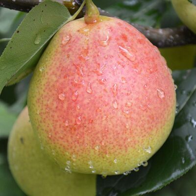 果树苗美人酥梨树苗早酥红梨树嫁接苗香水梨苗南北方种植当年结果