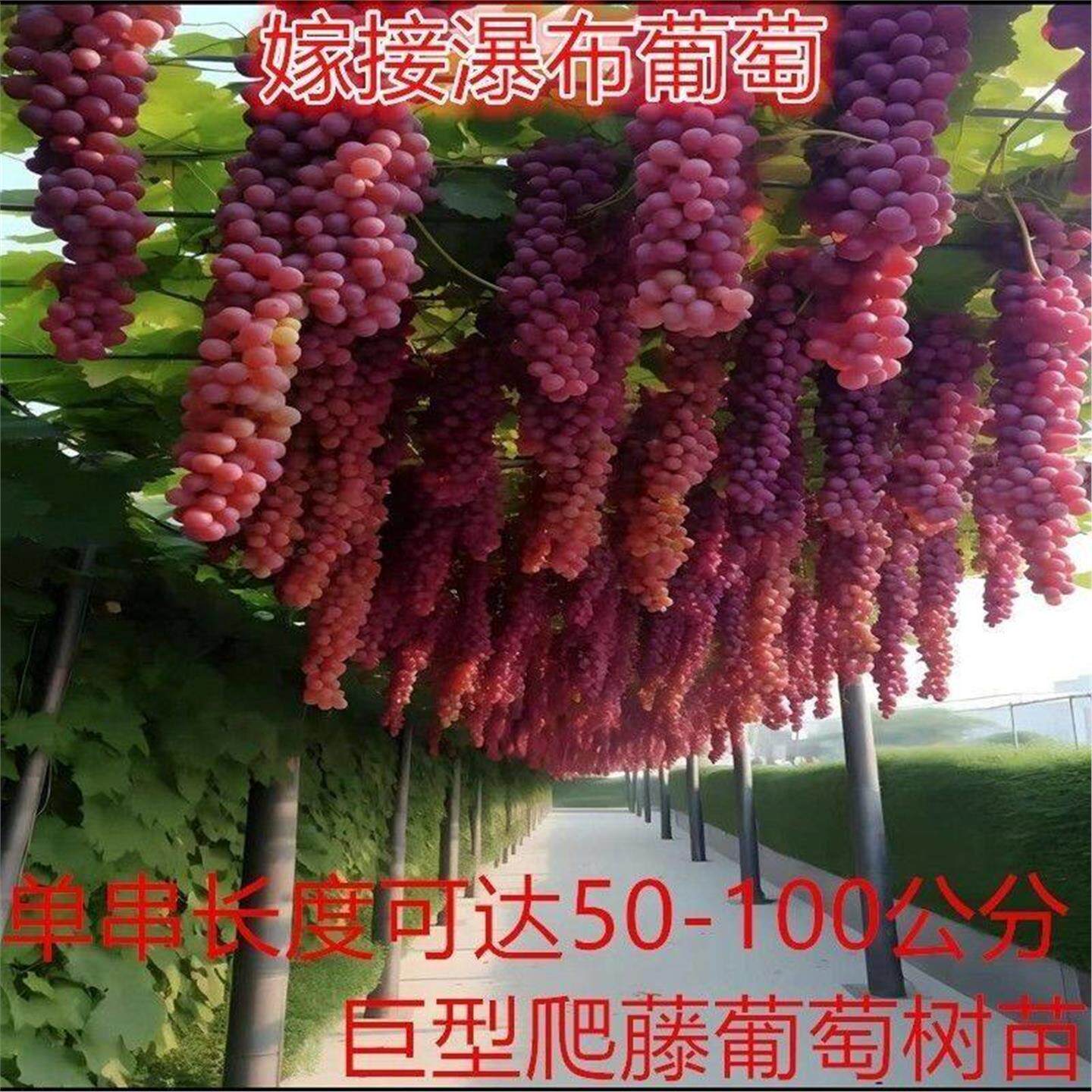 爬藤王葡萄树无核超甜大果葡萄树葡萄盆栽