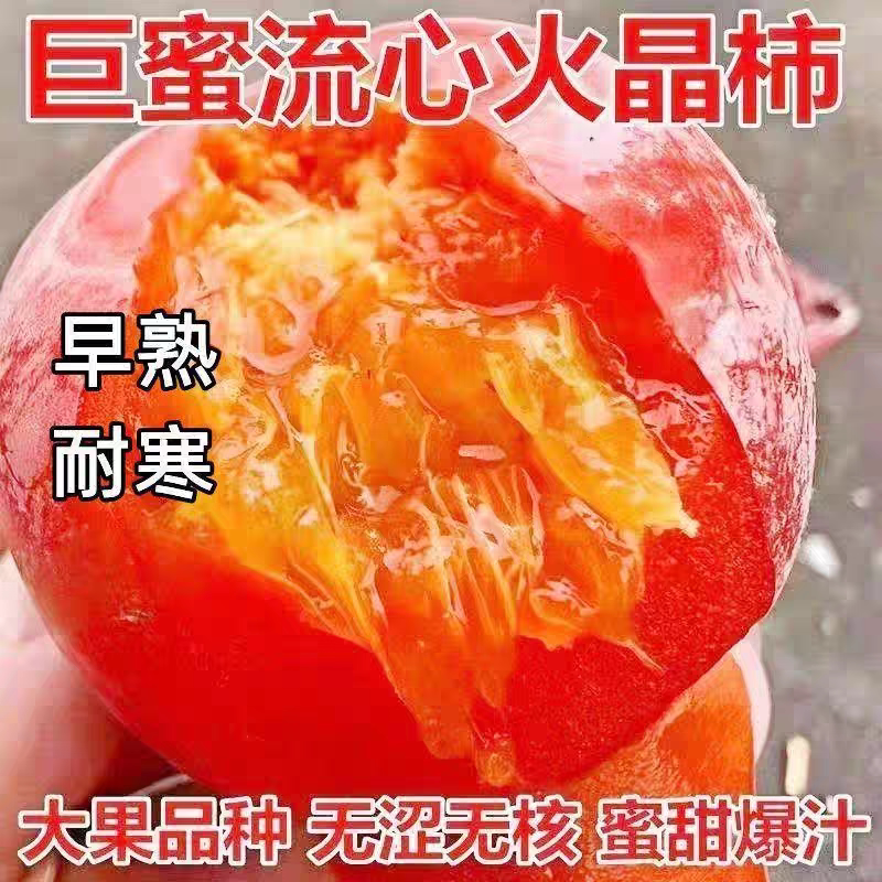 正宗柿子树苗火晶软柿子新品种大果核盆栽地栽耐寒南方北方种植图片