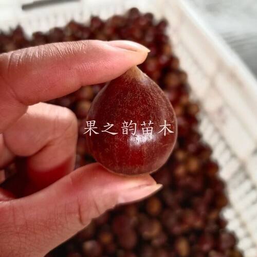 建瓯锥栗树苗嫁接板栗树苗大果圆锥尖栗子苗当年结果南方北方种植